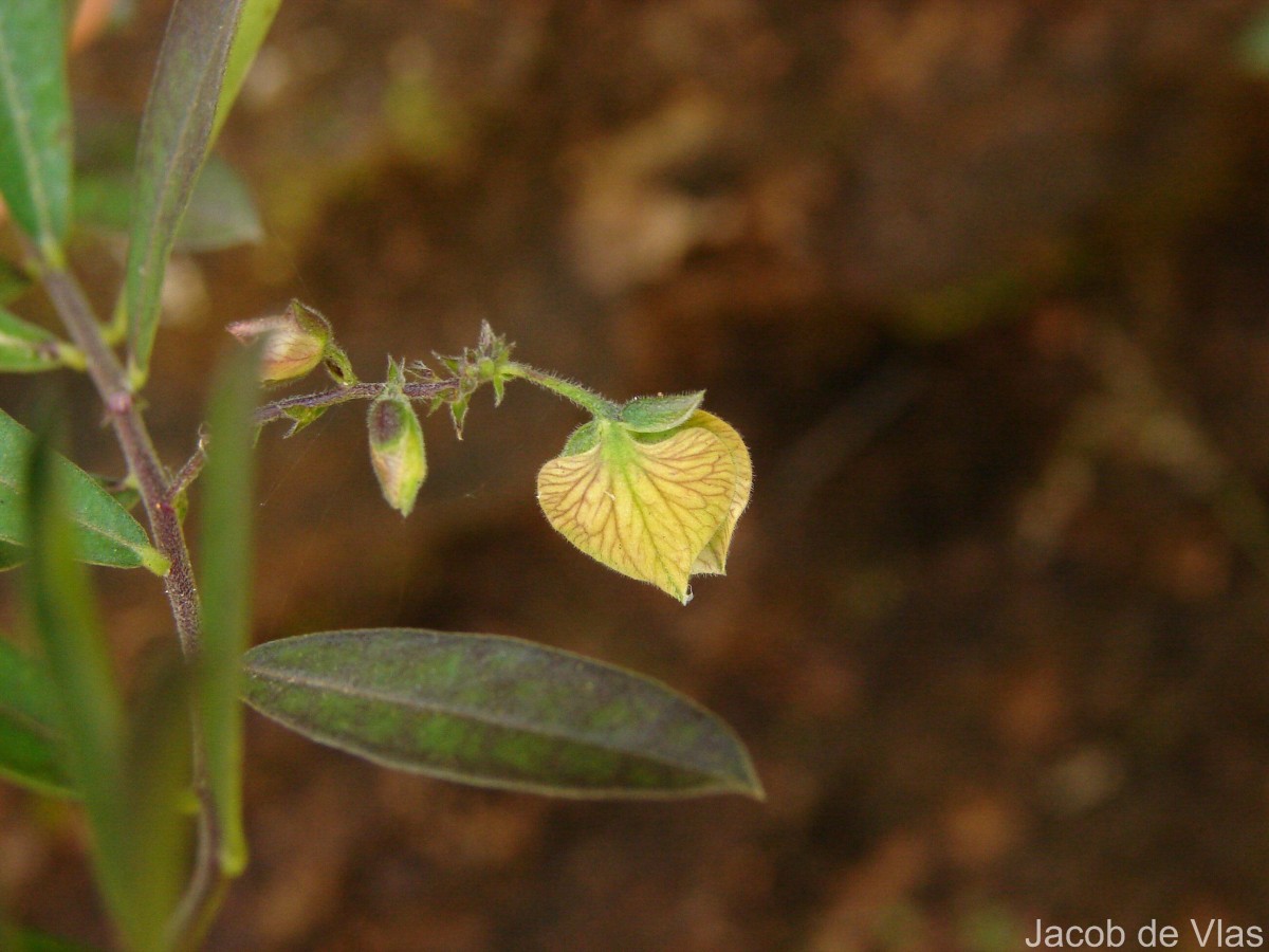 Polygala javana DC.